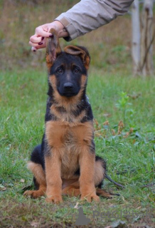 Photo №1. german shepherd - for sale in the city of New York | 800$ | Announcement № 79839