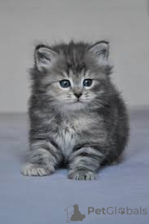 Photo №2 to announcement № 163807 for the sale of siberian cat - buy in Austria private announcement, breeder