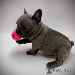 Photo №1. french bulldog - for sale in the city of Atalanti | negotiated | Announcement № 88563