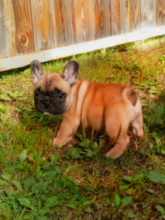 Photo №2 to announcement № 3289 for the sale of french bulldog - buy in Russian Federation breeder