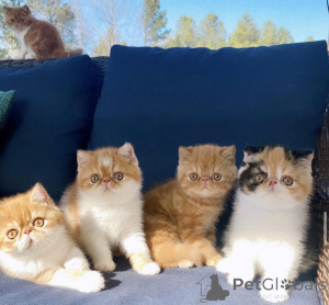 Photo №3. Exotic Shorthair kittens. France