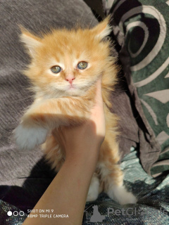 Photo №3. Maine Coon Kittens ready now for caring homes. Netherlands