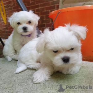 Photo №1. maltese dog - for sale in the city of Мюнхен-Флугхафен | 317$ | Announcement № 44017