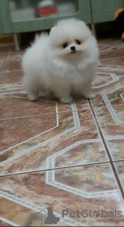 Photo №2 to announcement № 133386 for the sale of pomeranian - buy in Germany private announcement