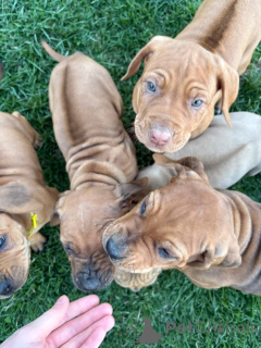 Photo №2 to announcement № 138904 for the sale of rhodesian ridgeback - buy in Germany private announcement, breeder