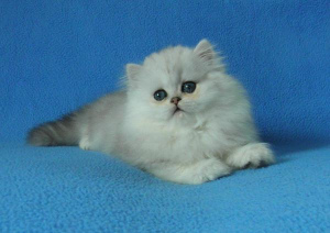 Photo №4. I will sell persian cat in the city of Moscow. breeder - price - 242$