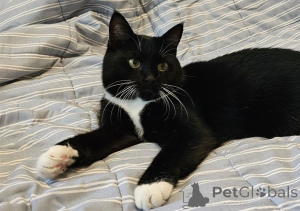 Photo №3. Charming cat Sonya as a gift. Belarus