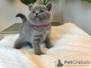 Photo №2 to announcement № 96598 for the sale of british shorthair - buy in Germany 