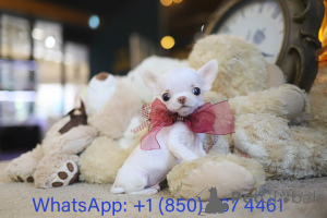 Photo №3. Dean Janet Kay puppies house. United States