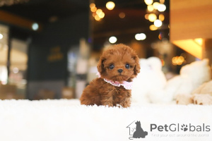 Photo №2 to announcement № 154257 for the sale of poodle (toy) - buy in United States breeder