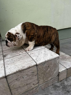 Photo №1. english bulldog - for sale in the city of Панчево | negotiated | Announcement № 71608