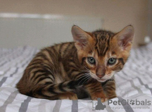 Photo №3. Stunning Toyger kittens Business WhatsApp 37256062792. Belgium