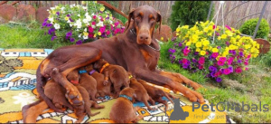 Photo №3. Doberman BEAUTIFUL puppies. Serbia