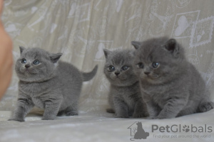 Photo №1. british shorthair - for sale in the city of Mitilini | negotiated | Announcement № 11505