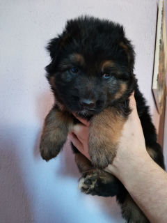 Additional photos: Long-haired german shepherd puppies