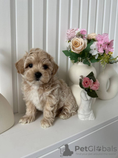 Photo №4. I will sell  in the city of Maryland City.  - price - negotiated