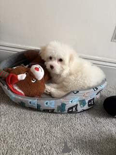Photo №1. bichon frise - for sale in the city of Bamberg | negotiated | Announcement № 166363