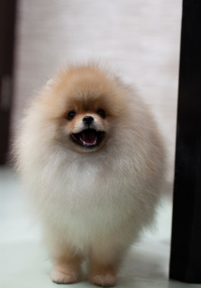 Photo №2 to announcement № 4720 for the sale of pomeranian - buy in Belarus private announcement