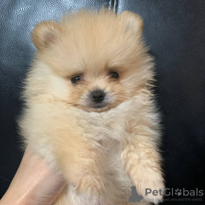 Photo №1. pomeranian - for sale in the city of London | negotiated | Announcement № 71110