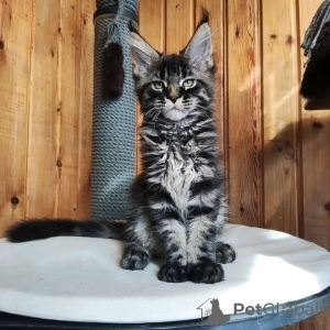 Photo №2 to announcement № 117500 for the sale of maine coon - buy in Switzerland private announcement