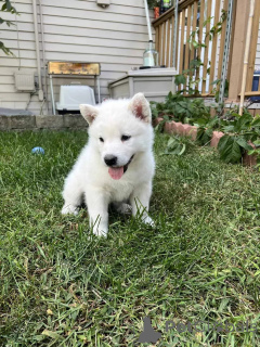 Photo №3. Alaskan Malamute Puppies Ready Now !. United States