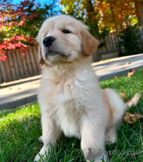 Photo №2 to announcement № 138866 for the sale of giant schnauzer - buy in Germany private announcement, breeder