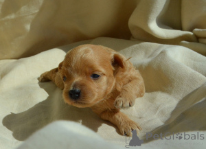 Photo №4. I will sell maltipu in the city of Kiev. from nursery - price - 1000$