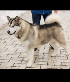 Photo №1. alaskan malamute - for sale in the city of Kiev | negotiated | Announcement № 3014