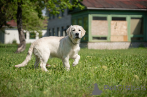 Photo №1. golden retriever - for sale in the city of Narva | 1268$ | Announcement № 56421