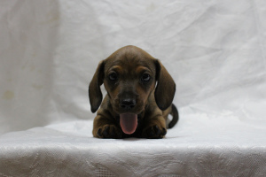 Photo №2 to announcement № 5371 for the sale of dachshund - buy in Kazakhstan from nursery