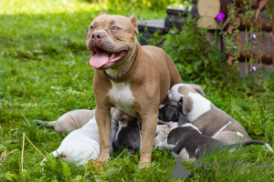 Additional photos: We offer for sale American Bully puppies