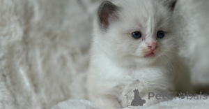 Photo №2 to announcement № 143436 for the sale of siamese cat - buy in Germany breeder