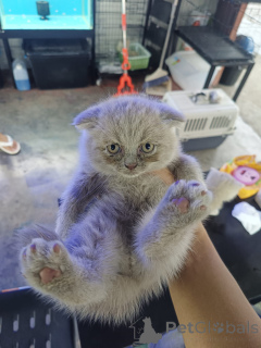Photo №2 to announcement № 172074 for the sale of scottish fold - buy in Belgium private announcement