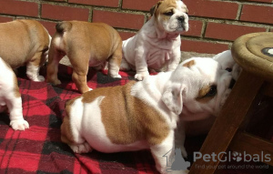 Photo №1. english bulldog - for sale in the city of Nuremberg | 581$ | Announcement № 127117