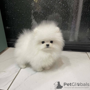 Photo №2 to announcement № 37093 for the sale of pomeranian - buy in Russian Federation 