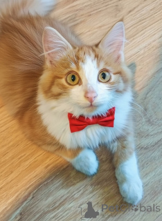 Photo №1.  - for sale in the city of Moscow river | Is free | Announcement № 159492