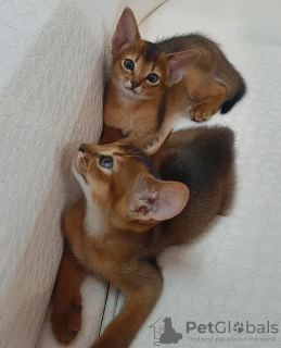 Photo №2 to announcement № 11490 for the sale of abyssinian cat - buy in Belarus breeder