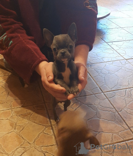 Additional photos: Chihuahua puppies of rare colors!