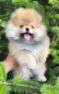 Photo №4. I will sell pomeranian in the city of Kiev. breeder - price - negotiated