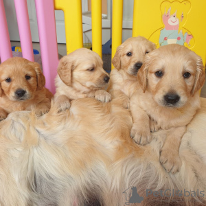 Photo №1. golden retriever - for sale in the city of Berlin | negotiated | Announcement № 115949