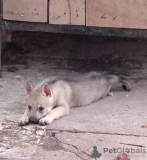 Additional photos: Czechoslovakian Wolfdog puppies