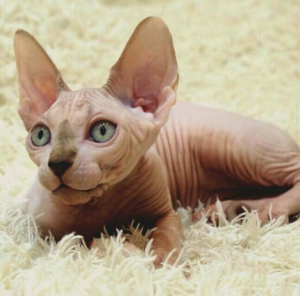 Photo №1. sphynx cat - for sale in the city of Москва | 536$ | Announcement № 2028