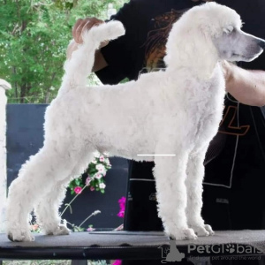 Photo №3. Royal/Large Poodle puppy. Serbia