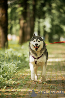 Photo №2 to announcement № 154204 for the sale of siberian husky - buy in Russian Federation 