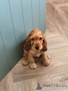 Photo №3. Meet Charlie the little gentleman with a big heart and an even bigger smile!. Germany