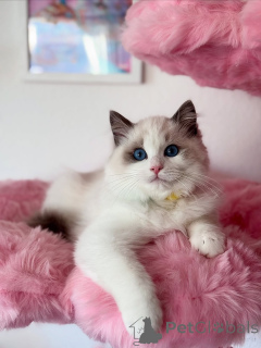 Photo №2 to announcement № 155567 for the sale of ragdoll - buy in Luxembourg private announcement