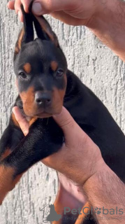 Additional photos: Doberman puppies for sale