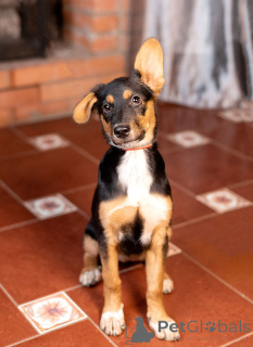 Photo №4. I will sell non-pedigree dogs in the city of Moskova. private announcement - price - Is free