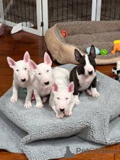 Photo №3. Miniature Bull Terrier Puppies. Switzerland