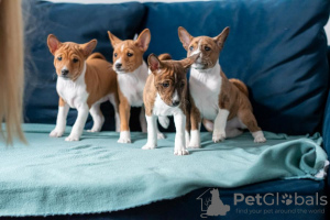 Additional photos: Basenji puppies for sale